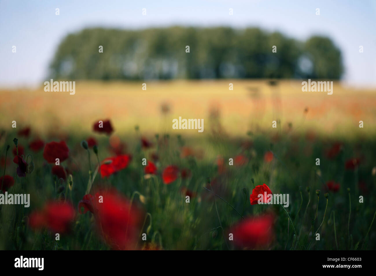 Coquelicots poussant dans un champ avec un bosquet d'arbres en arrière-plan. Banque D'Images