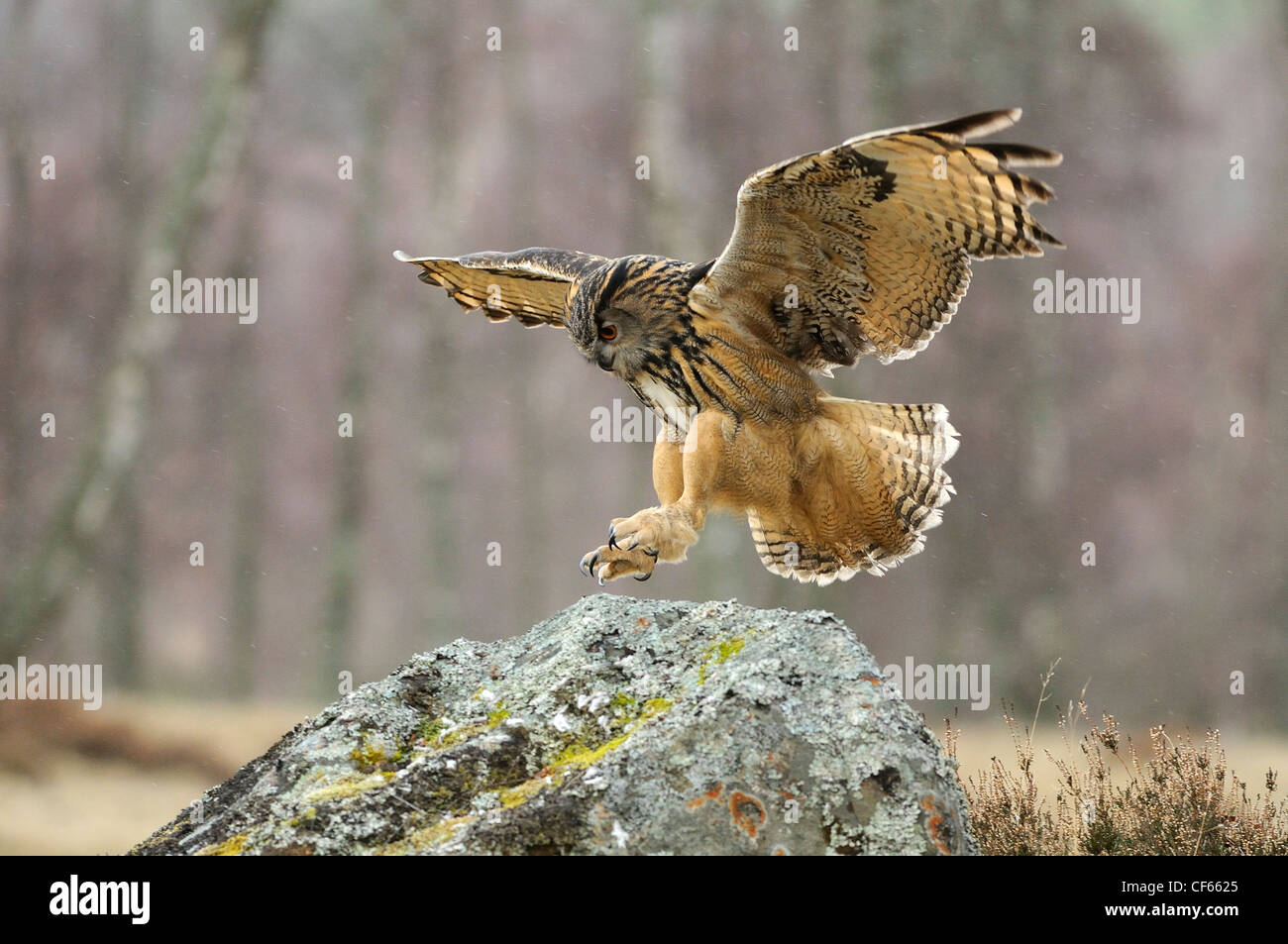 Un hibou Grand-duc (Bubo Bubo) sur le point d'atterrir sur un rocher. Banque D'Images