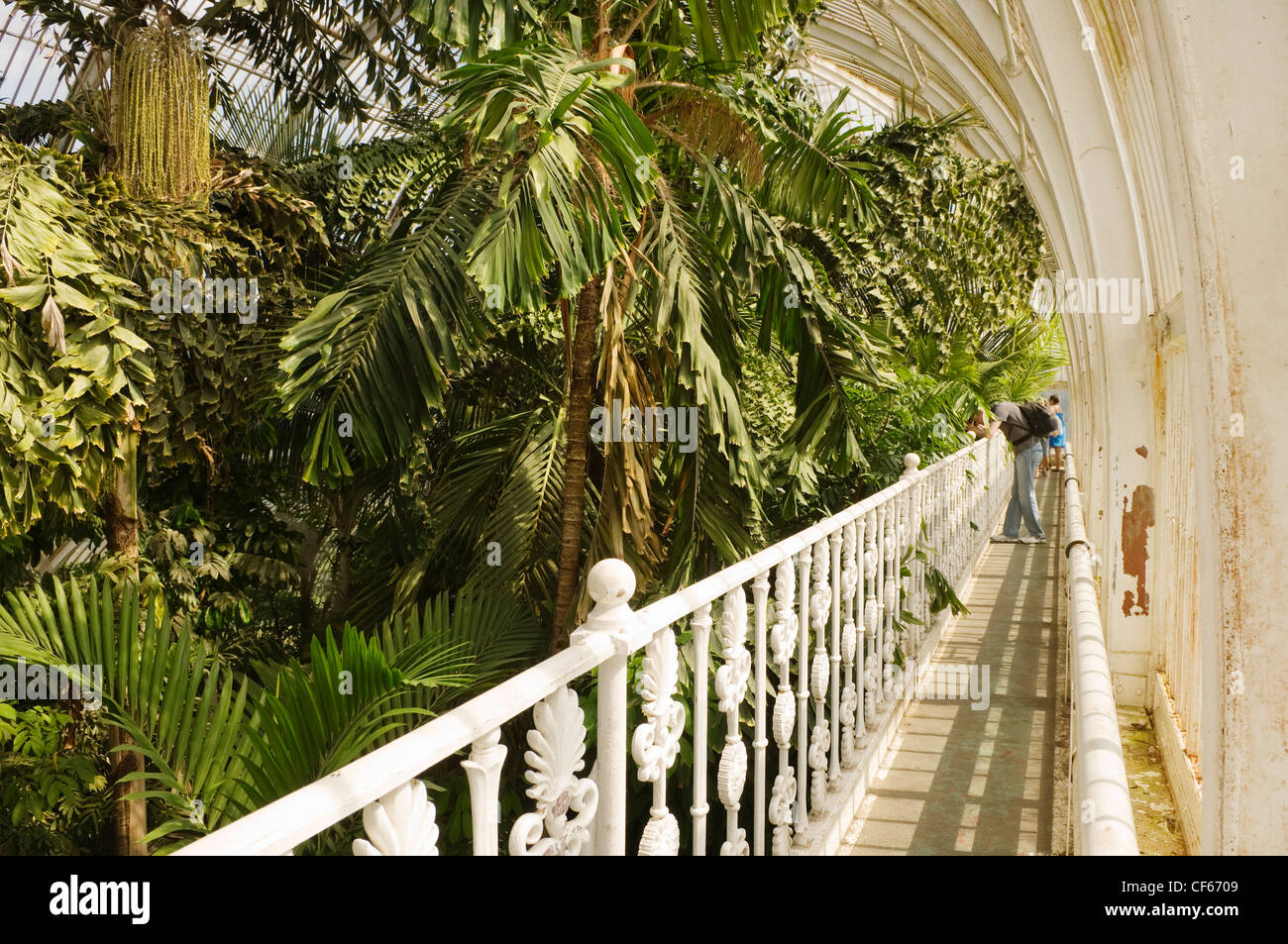 Intérieur de la Palm House, la colonie la plus importante structure de verre et de fer de l'époque victorienne dans le monde, à Kew Gardens. Banque D'Images