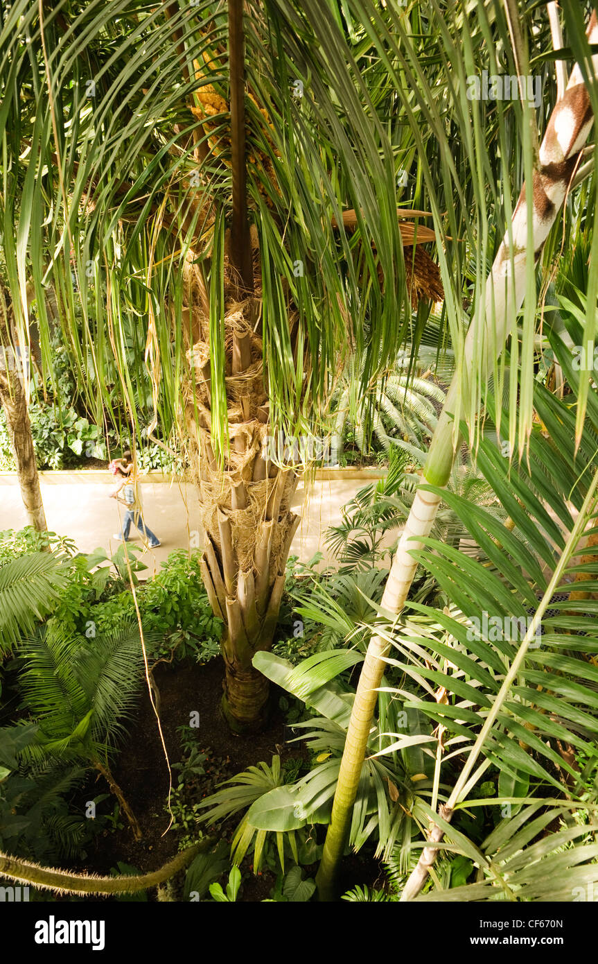 Palmiers exotiques à l'intérieur de la Palm House, la colonie la plus importante structure de verre et de fer de l'époque victorienne dans le monde, à Kew Gardens Banque D'Images