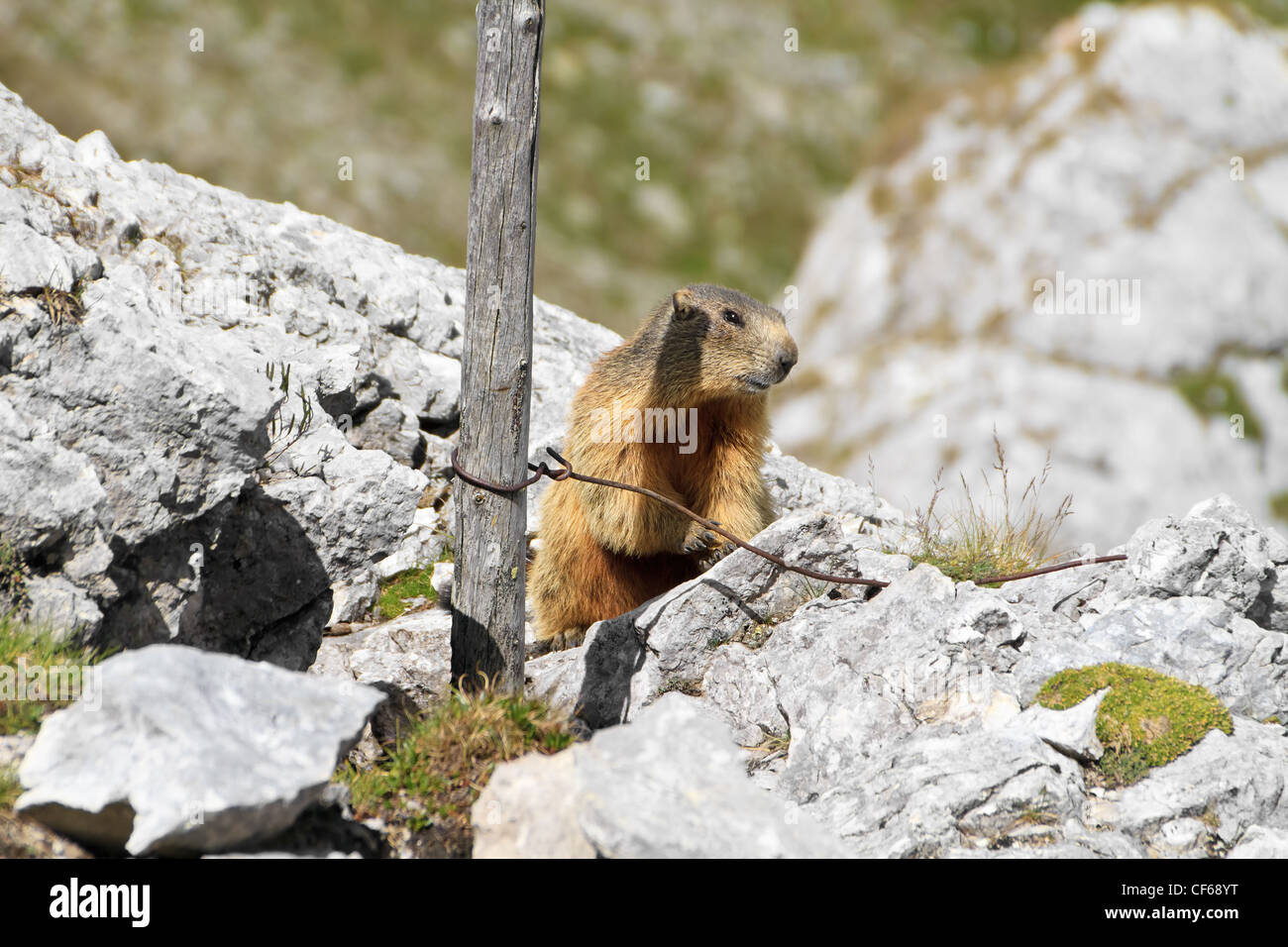 Peu de marmot Entre roches et ruines de fortification, Alpes Italiennes Banque D'Images