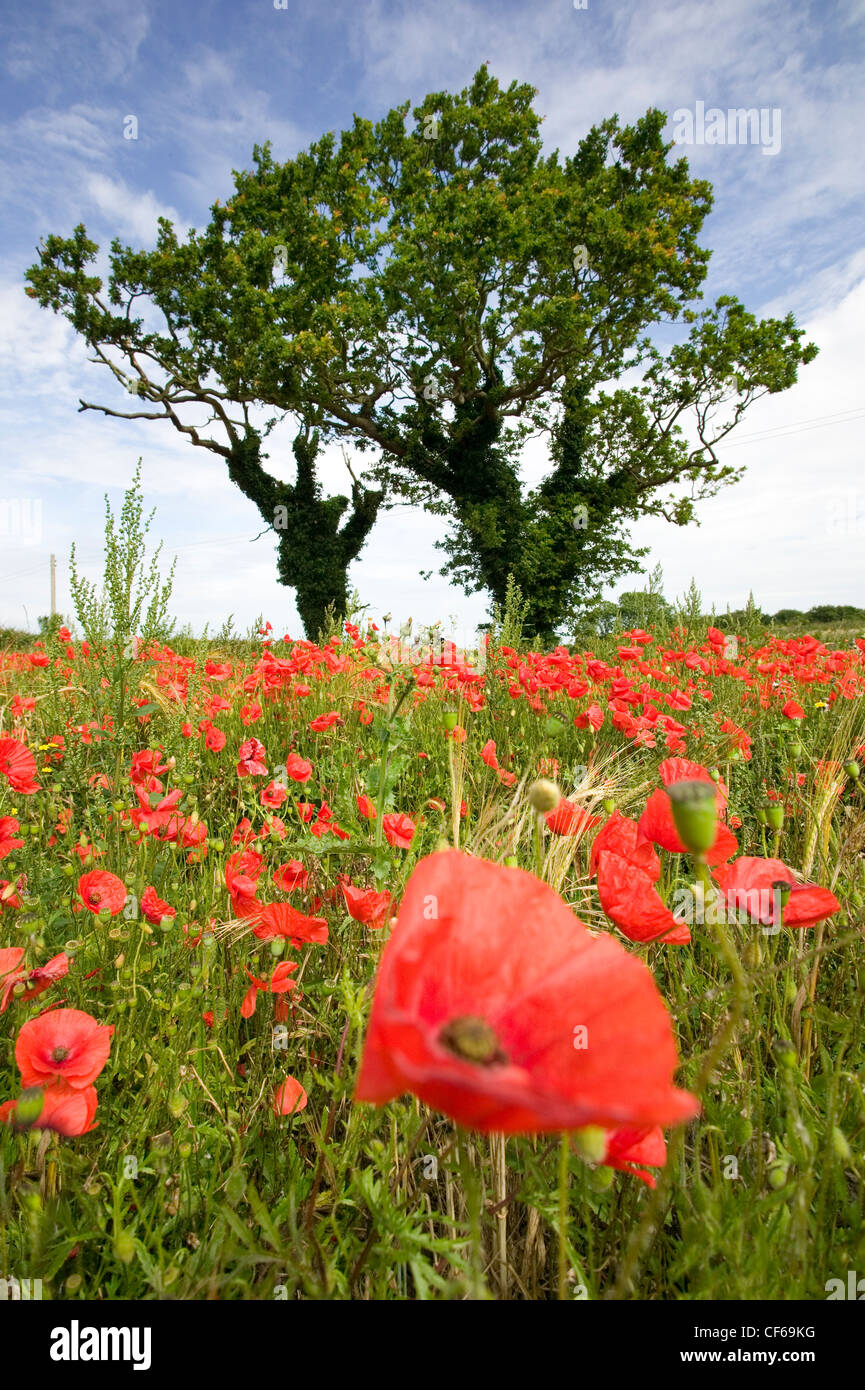 Un champ de coquelicots près de Kelling. La signification du coquelicot comme un symbole commémoratif durable aux morts a été réalisé par le Canadia Banque D'Images