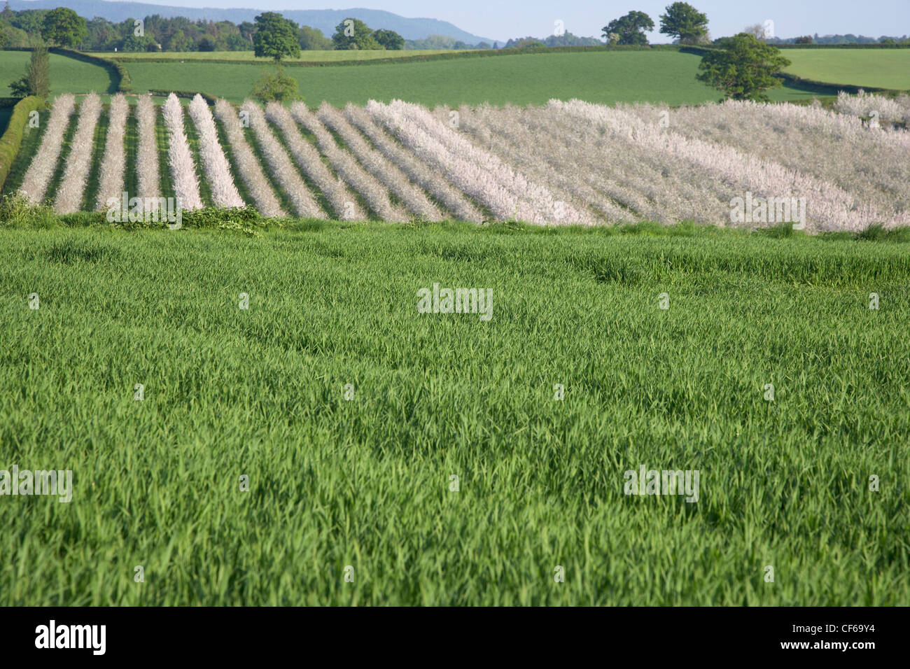 Vue sur les champs et les vergers dans le Herefordshire. Banque D'Images