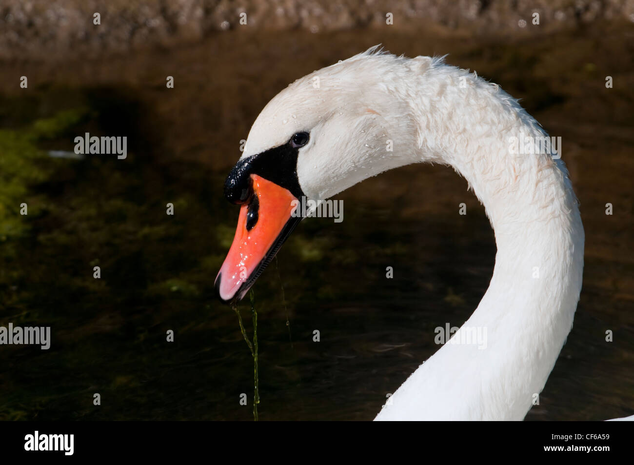 Cygne tuberculé Cygnus olor, Close up, manger les mauvaises herbes, Pett, Sussex, UK Banque D'Images