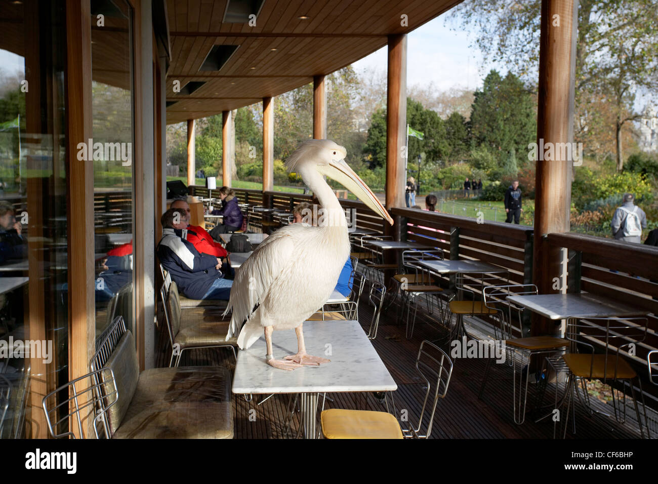Un pélican s'assit sur une table de café à St James's Park. Banque D'Images