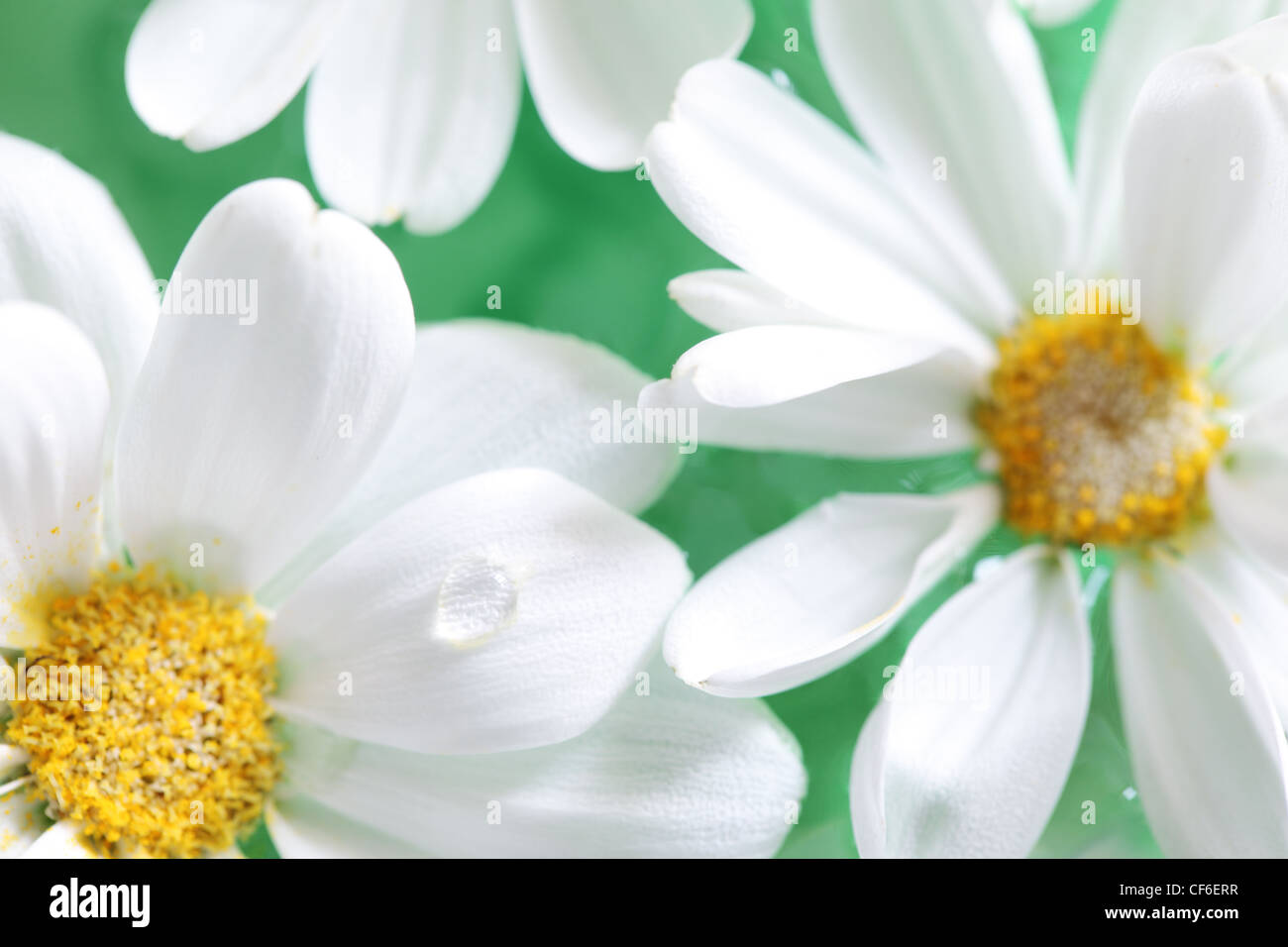 Libre de marguerite blanche fleur sur fond de l'eau Banque D'Images