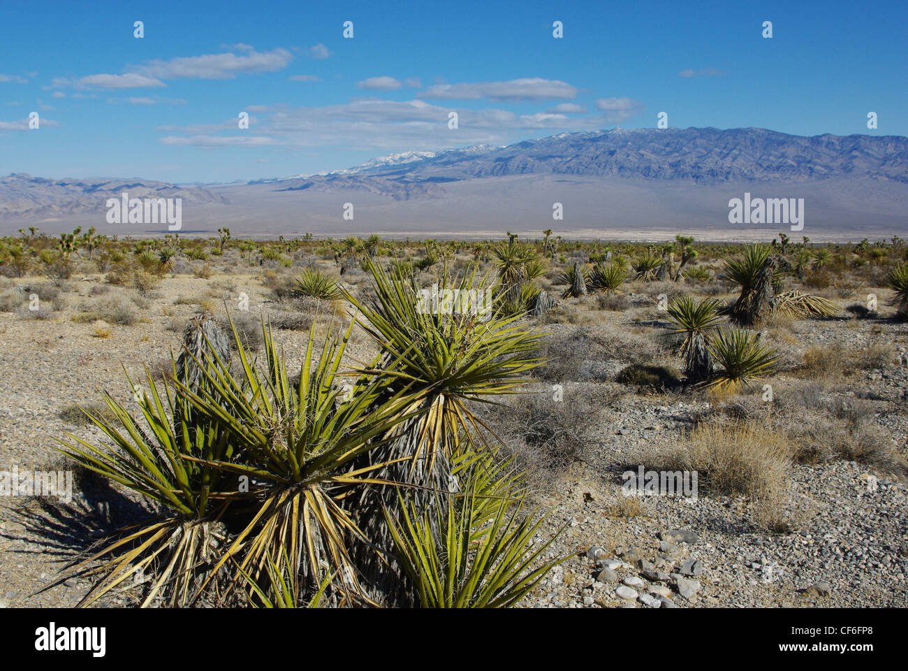 Yuccas, désert et de montagnes élevées près de Mount Charleston, Nevada Banque D'Images