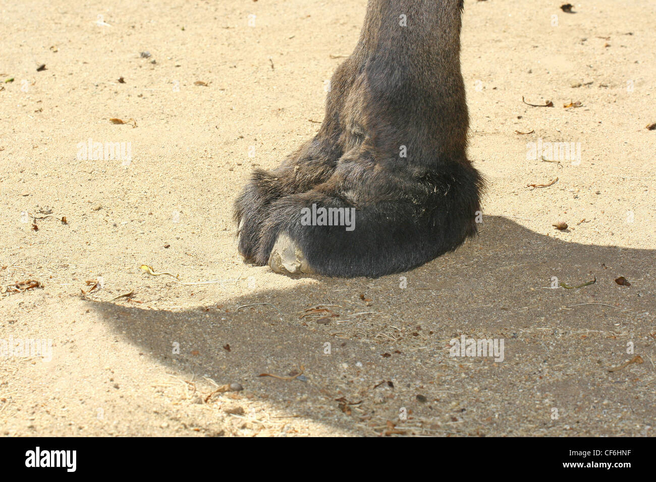 Pieds de chameau dans le Zoo de San Diego Banque D'Images