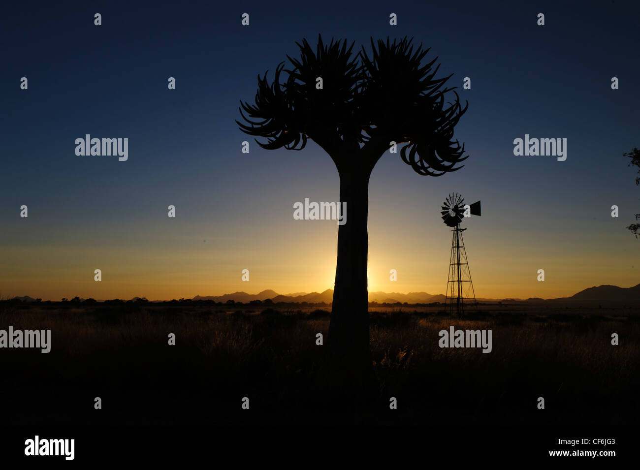 Qiuver tree (Aloe dichotoma) et le moulin au coucher du soleil, Désert du Namib, Namibie. Banque D'Images