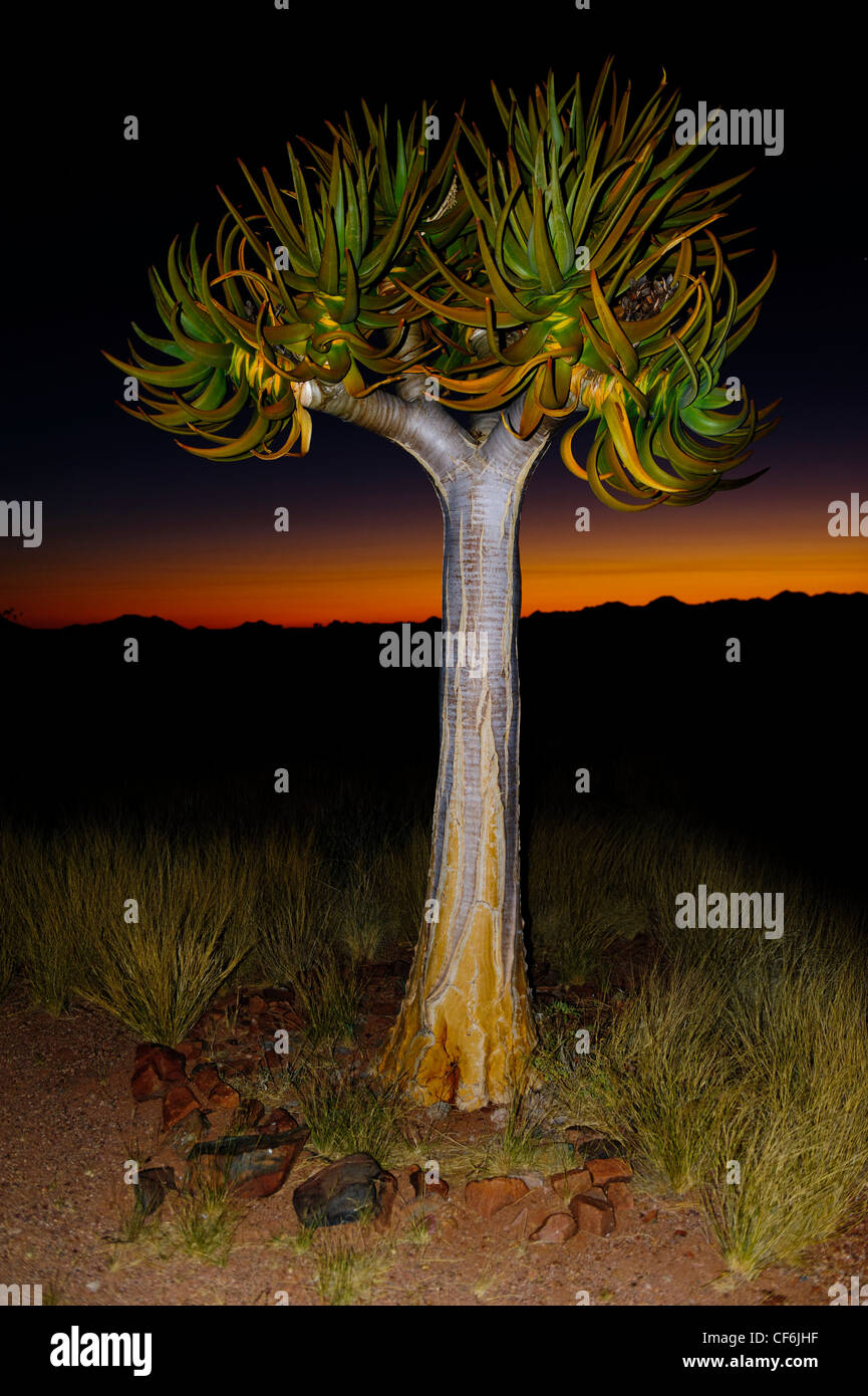 Qiuver tree (Aloe dichotoma) au coucher du soleil, Désert du Namib, Namibie. Banque D'Images