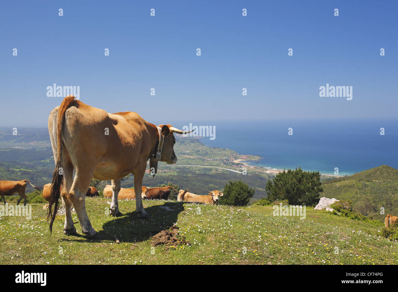 Les bovins de la vallée asturienne, Picos de Europa, Espagne Banque D'Images