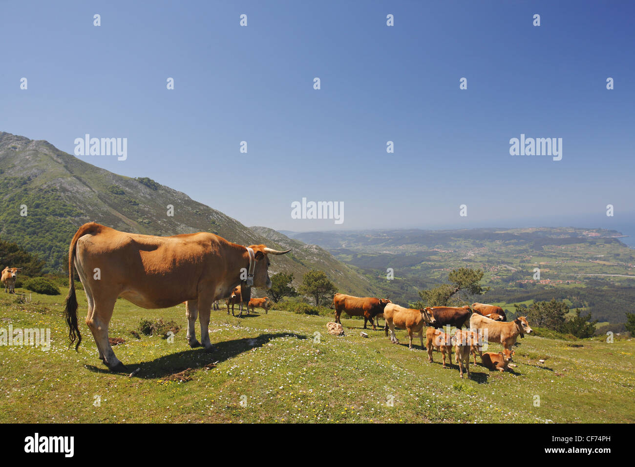 Les bovins de la vallée asturienne, Picos de Europa, Espagne Banque D'Images