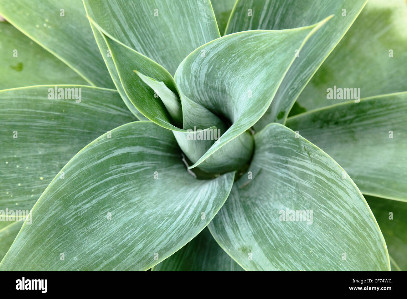 Blue Agave attenuata plante succulente Banque D'Images
