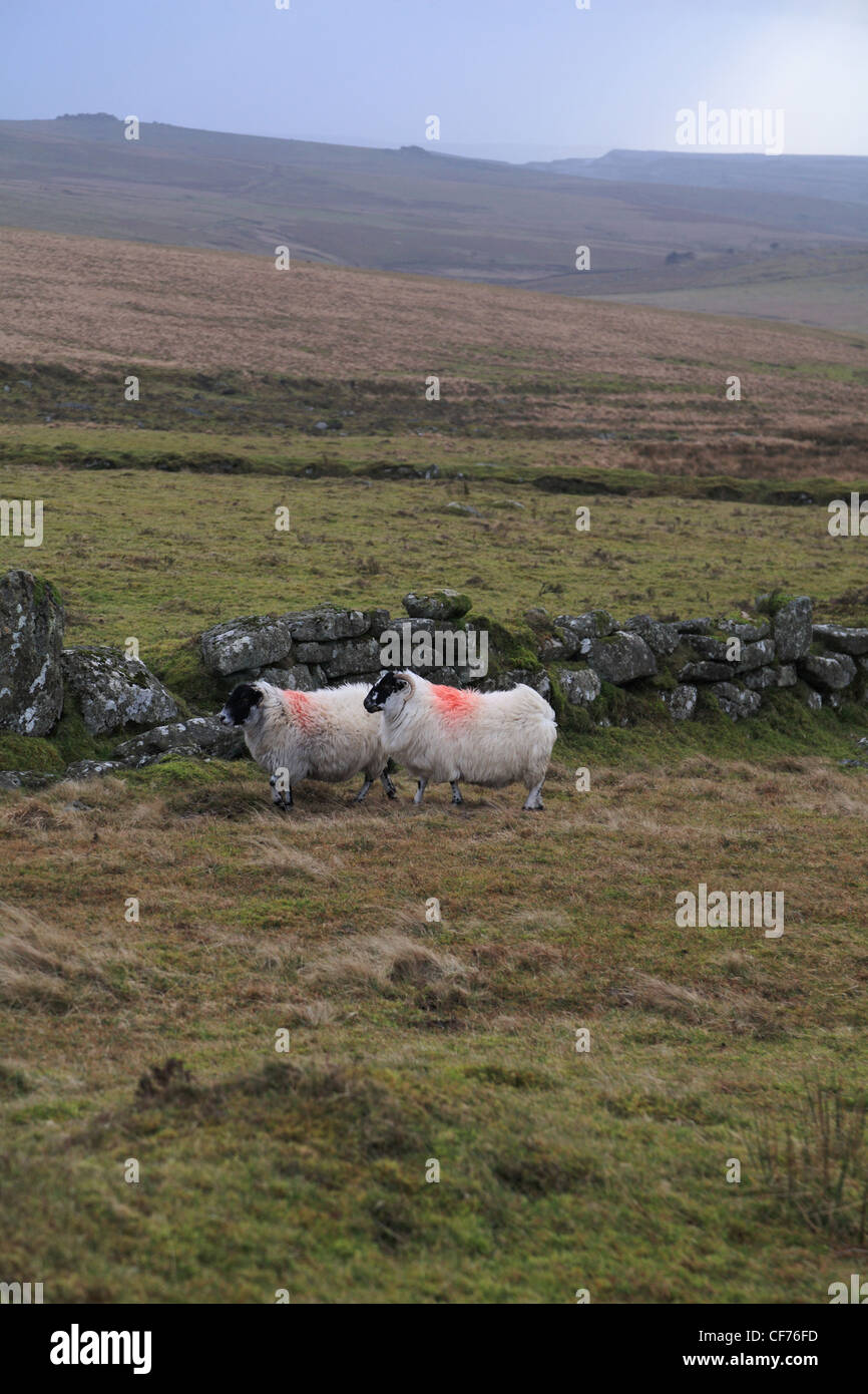Deux moutons près de Sheepstor corne Dartmoor Dartmoor Du Sud Banque D'Images