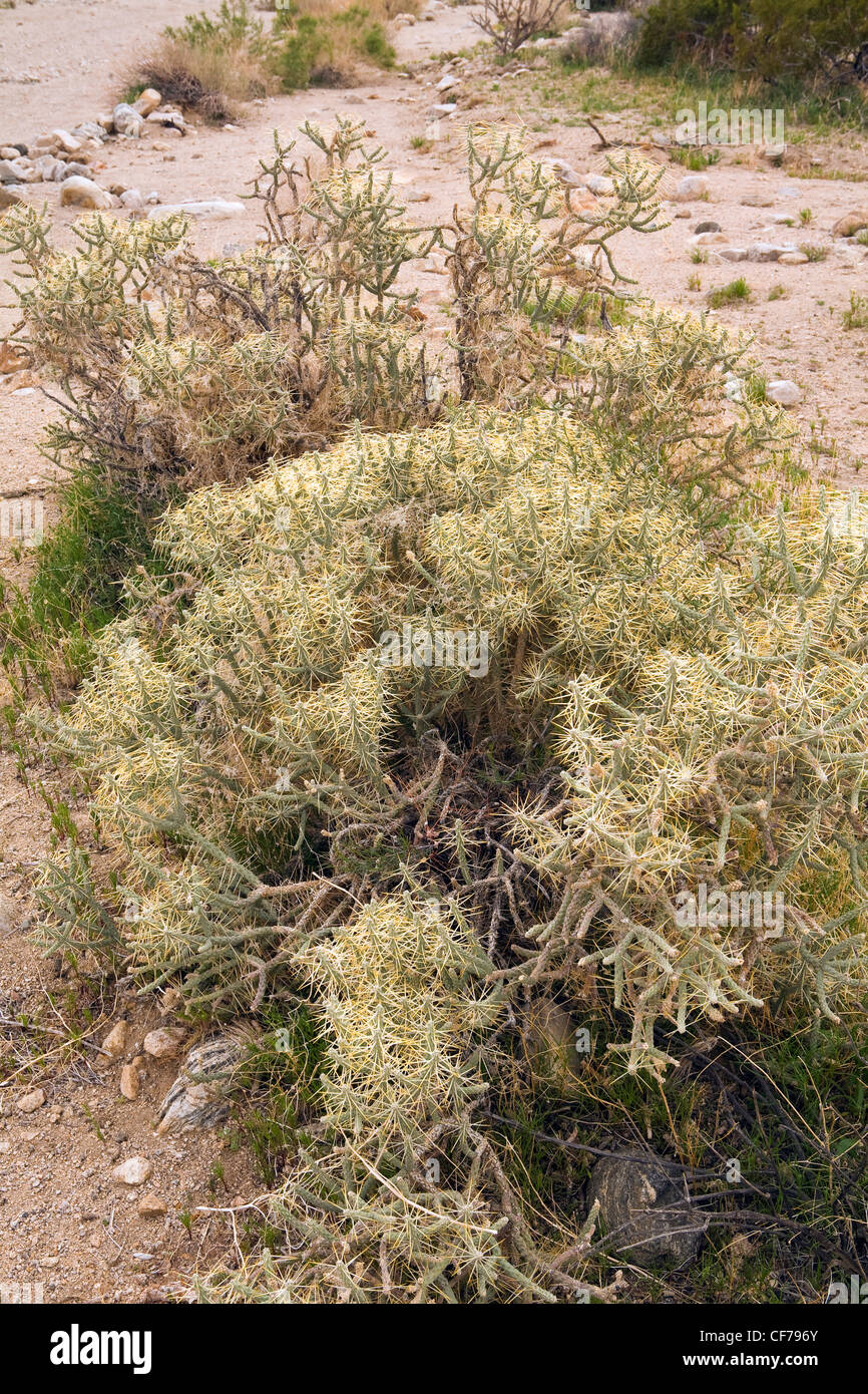 Cholla crayon (Cylindropuntia ramosissima) dans le désert, le parc national Joshua Tree, en Californie. Au printemps. USA Banque D'Images