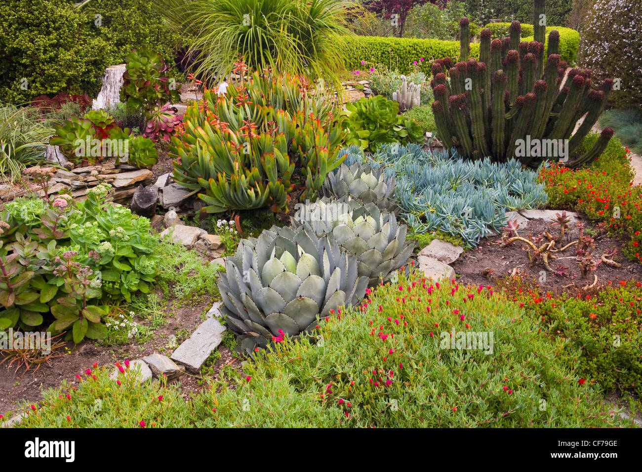 Un jardin de plantes grasses à Cambria, en Californie. Banque D'Images