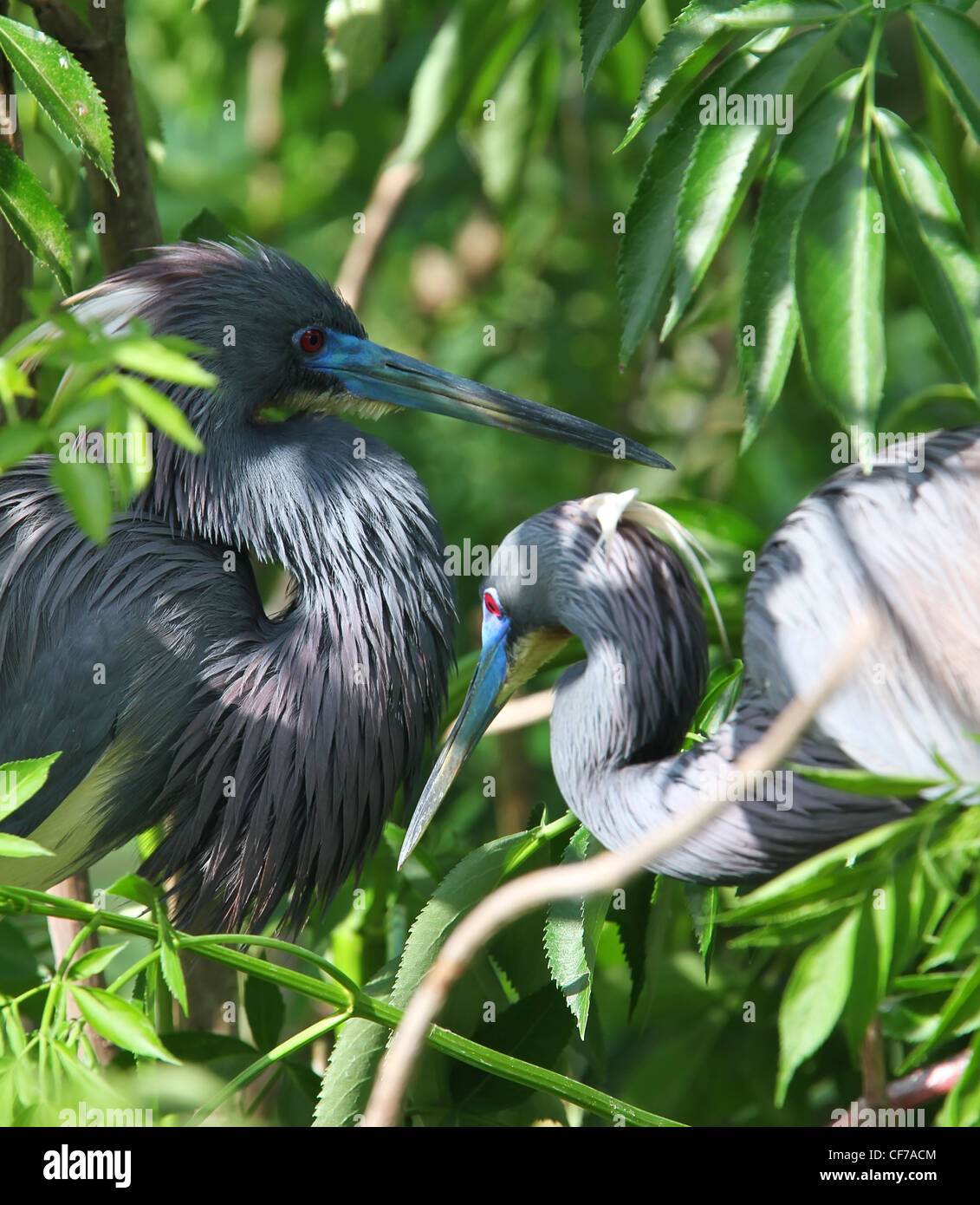 BUE Heron en Floride Banque D'Images