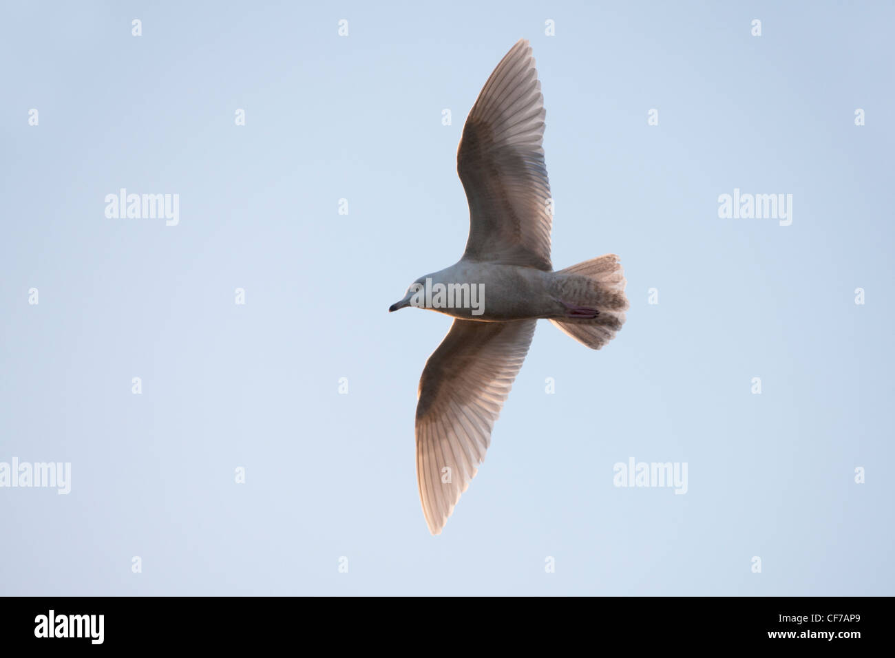 L'Islande glaucoides Gull plumage immature 1ère en vol Banque D'Images