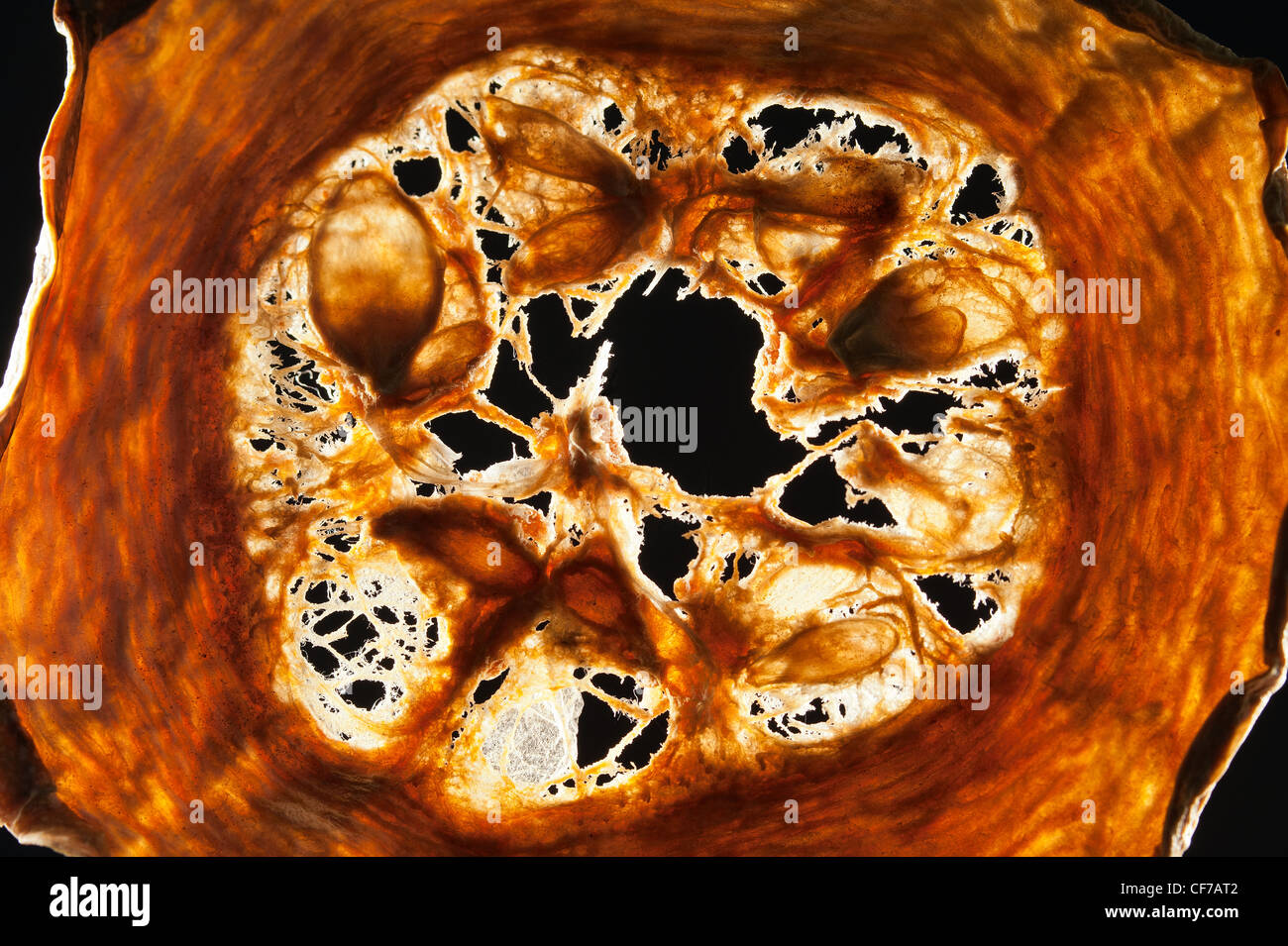Retour allumé coupe transversale de moelle osseuse avec des graines séchées contre la lumière Banque D'Images