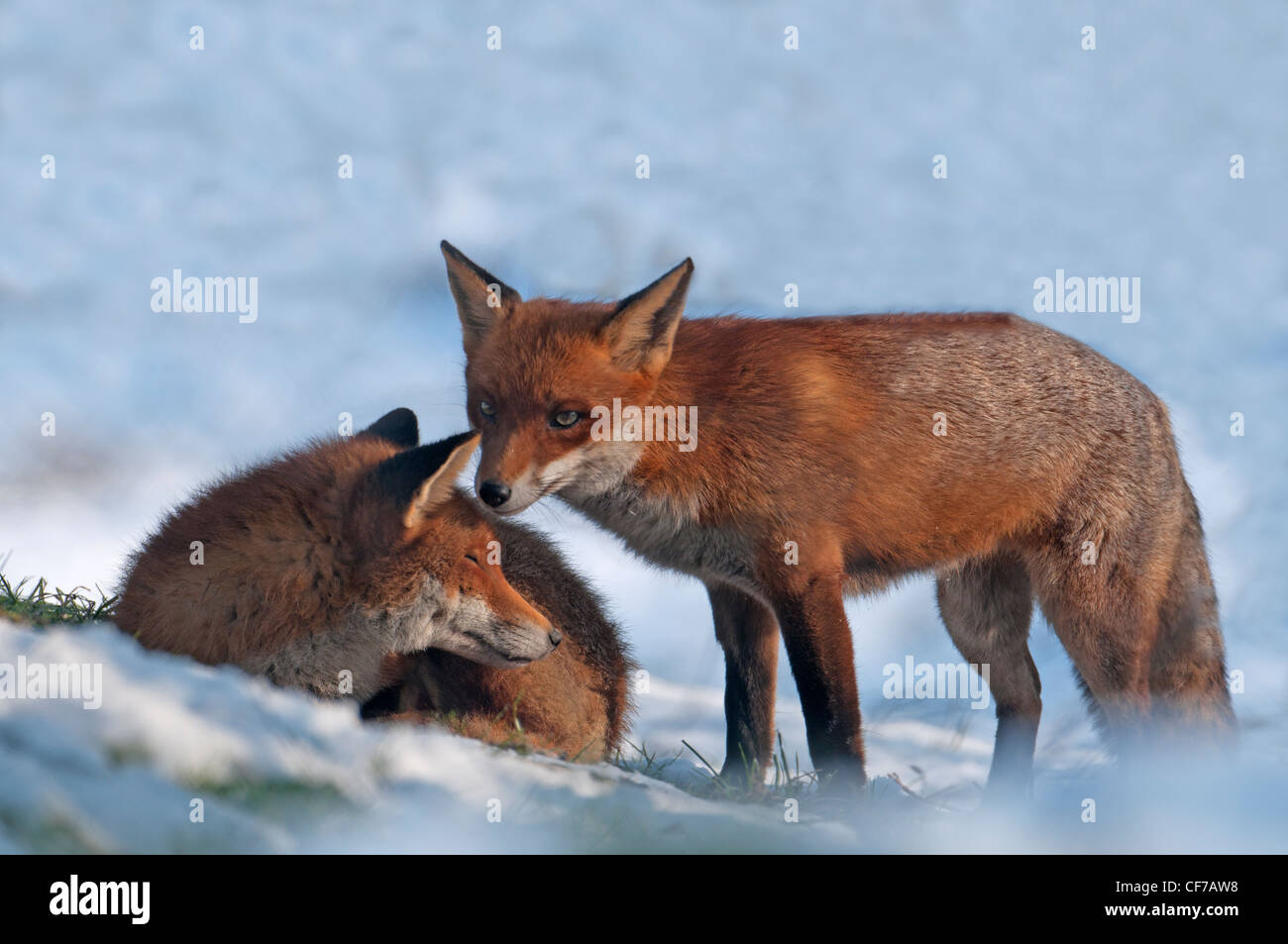 Paire de renards roux Vulpes vulpes DANS LA NEIGE. Banque D'Images