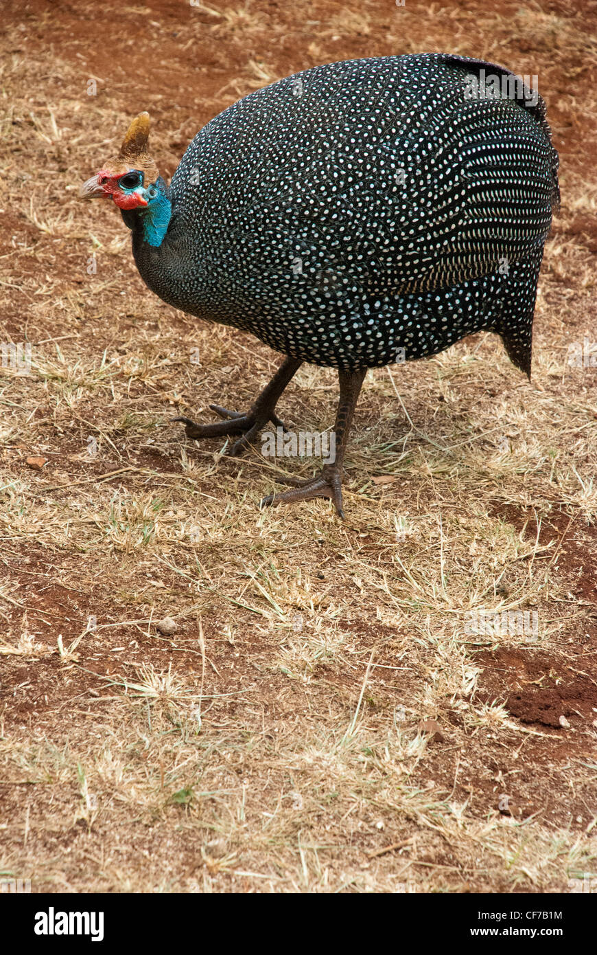 Vue de côté de la pintade casquée, Numida meleagris, Kenya, Afrique de l'Est Banque D'Images