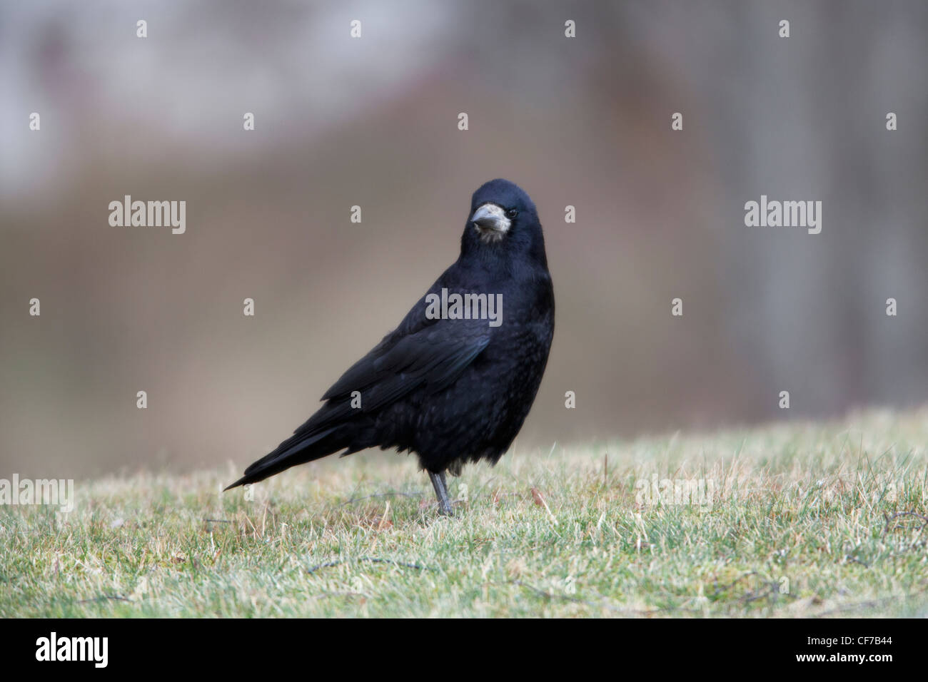 Freux Corvus frugilegus adulte sur le terrain dans un champ d'herbe Banque D'Images