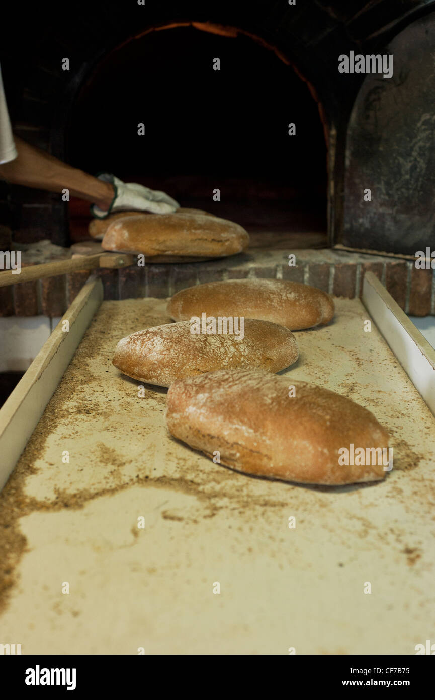 Montegemoli complètement fait main du pain du fermier. La farine produite par un vieux, moulin local, l'Antico Molino Artigianale Messerini Banque D'Images