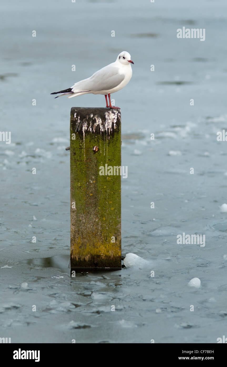 Mouette en hiver, London, UK Banque D'Images