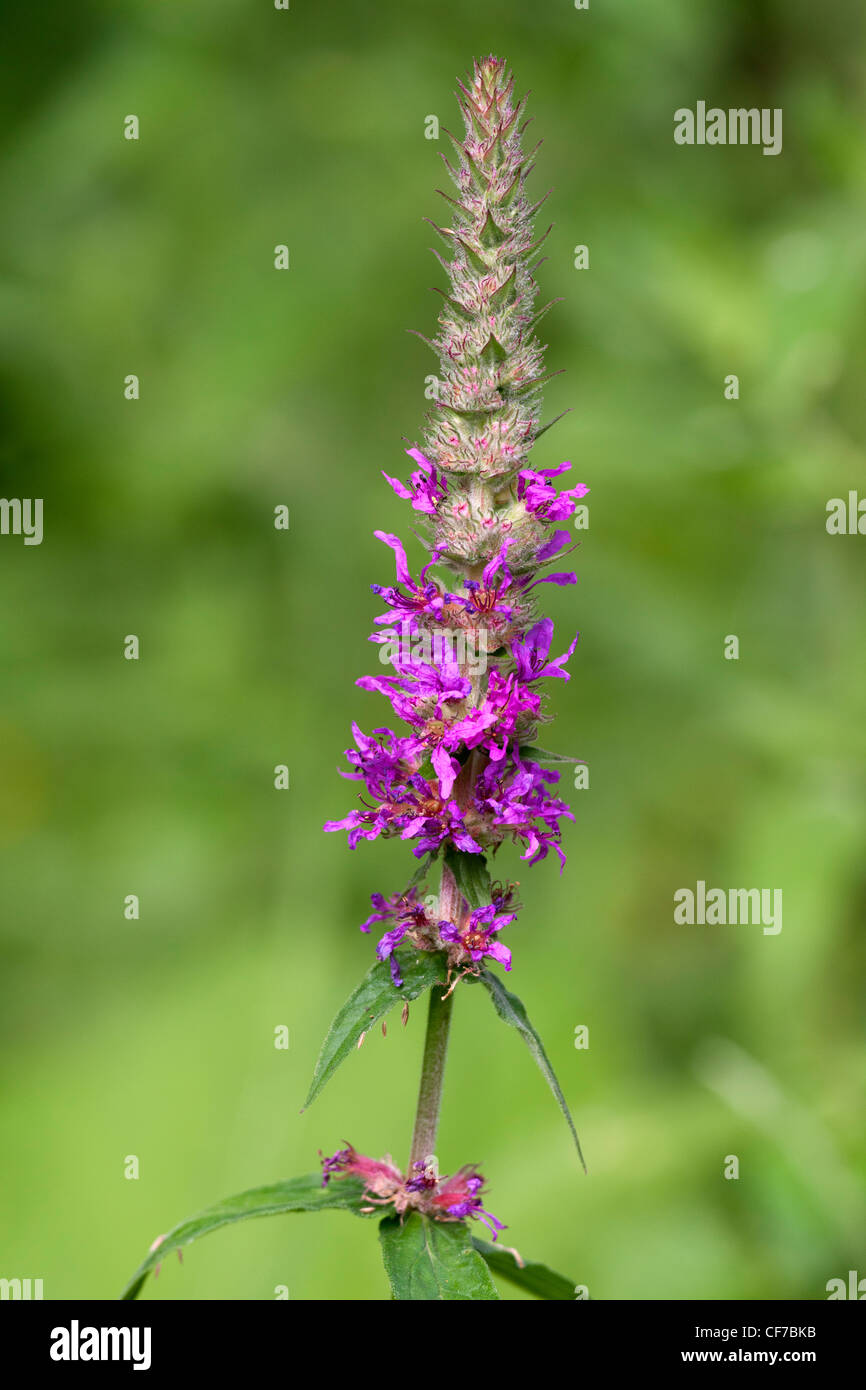 La salicaire Lythrum salicaria fleur Banque D'Images
