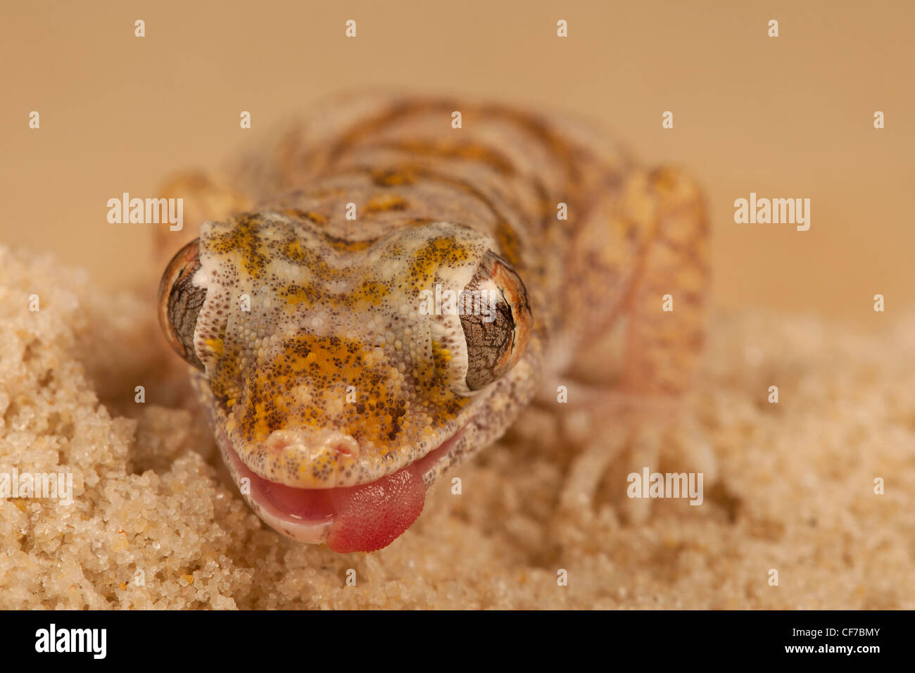 Buenos dias Gecko, Stenodactylus arabicus, léchant ses lèvres Banque D'Images