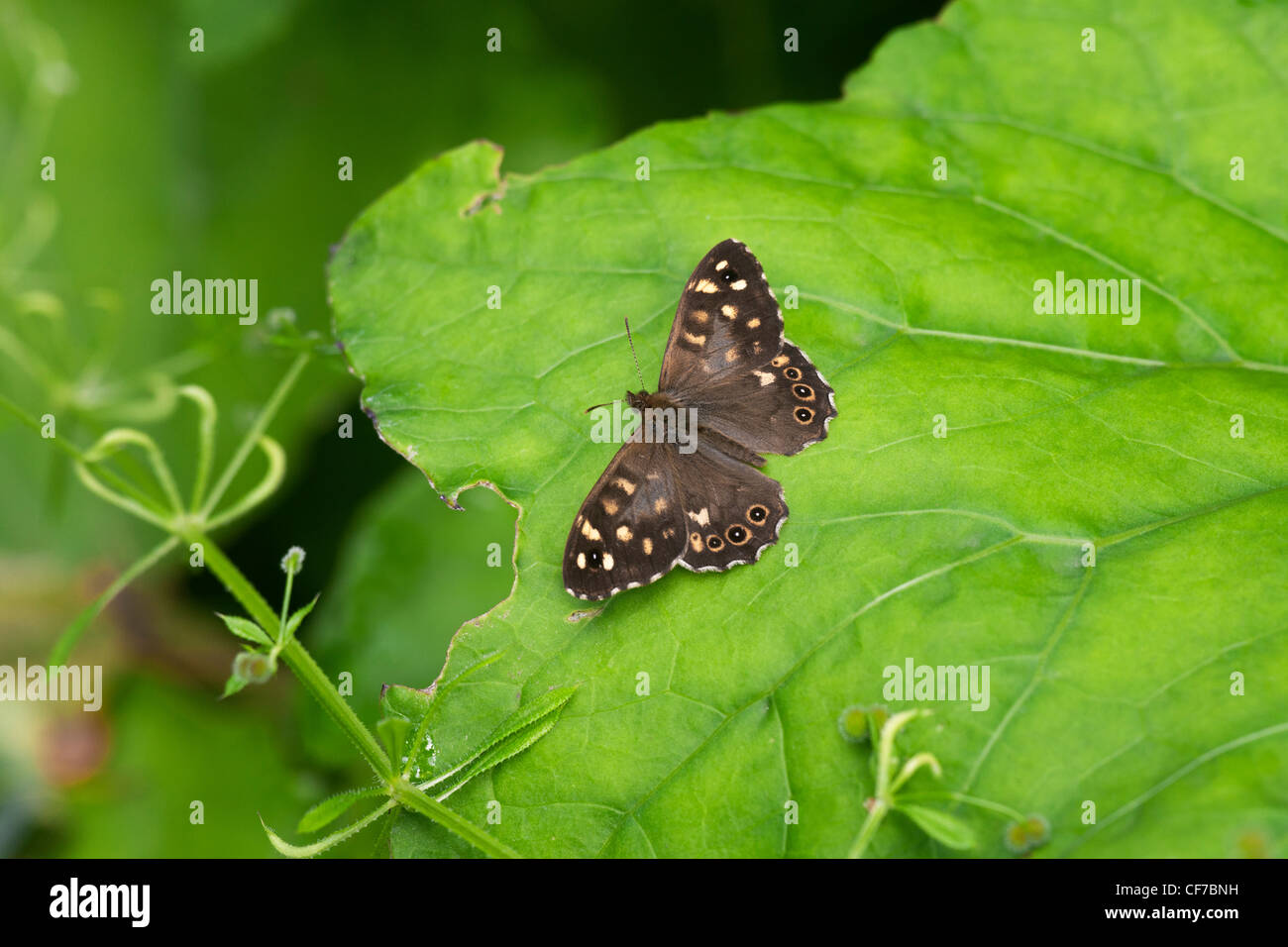 Parage aegeria bois mouchetée papillon adulte au repos sur une feuille Banque D'Images