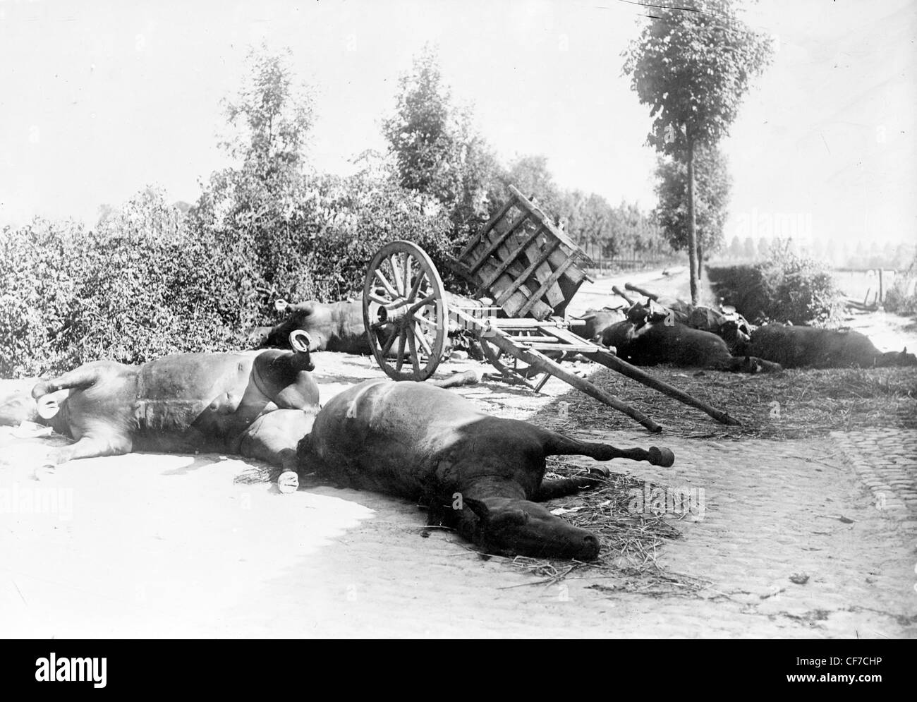 Des chevaux morts dans une route après la bataille de Haelen, battus par les armées allemandes et belges le 12 août 1914 près de Haelen, Belgique Banque D'Images