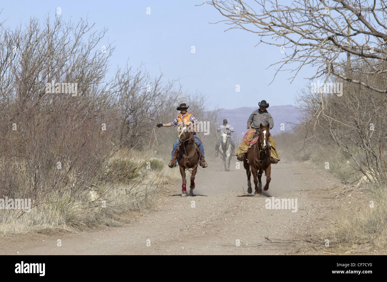 Cowboys arrivant pour une équipe roping la concurrence dans Valentine, far West Texas. Banque D'Images