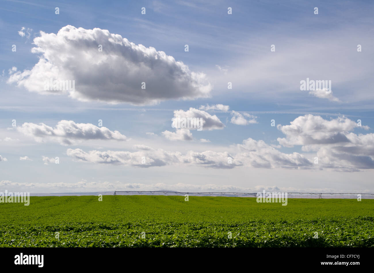 Un champ de pommes de terre est irriguée étant sous un ciel avec des nuages blancs Banque D'Images