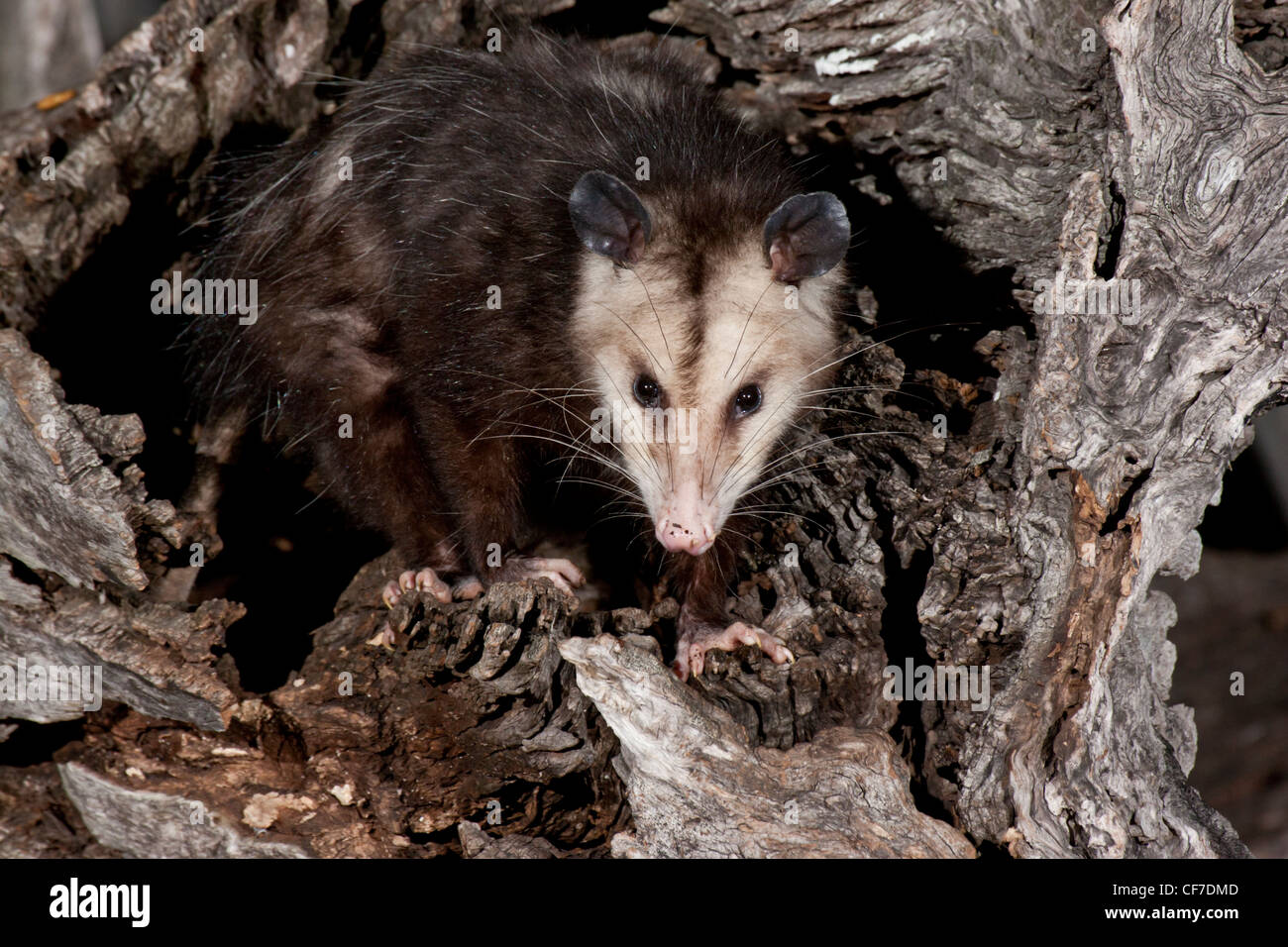 L'opossum de nuit au Texas Banque D'Images