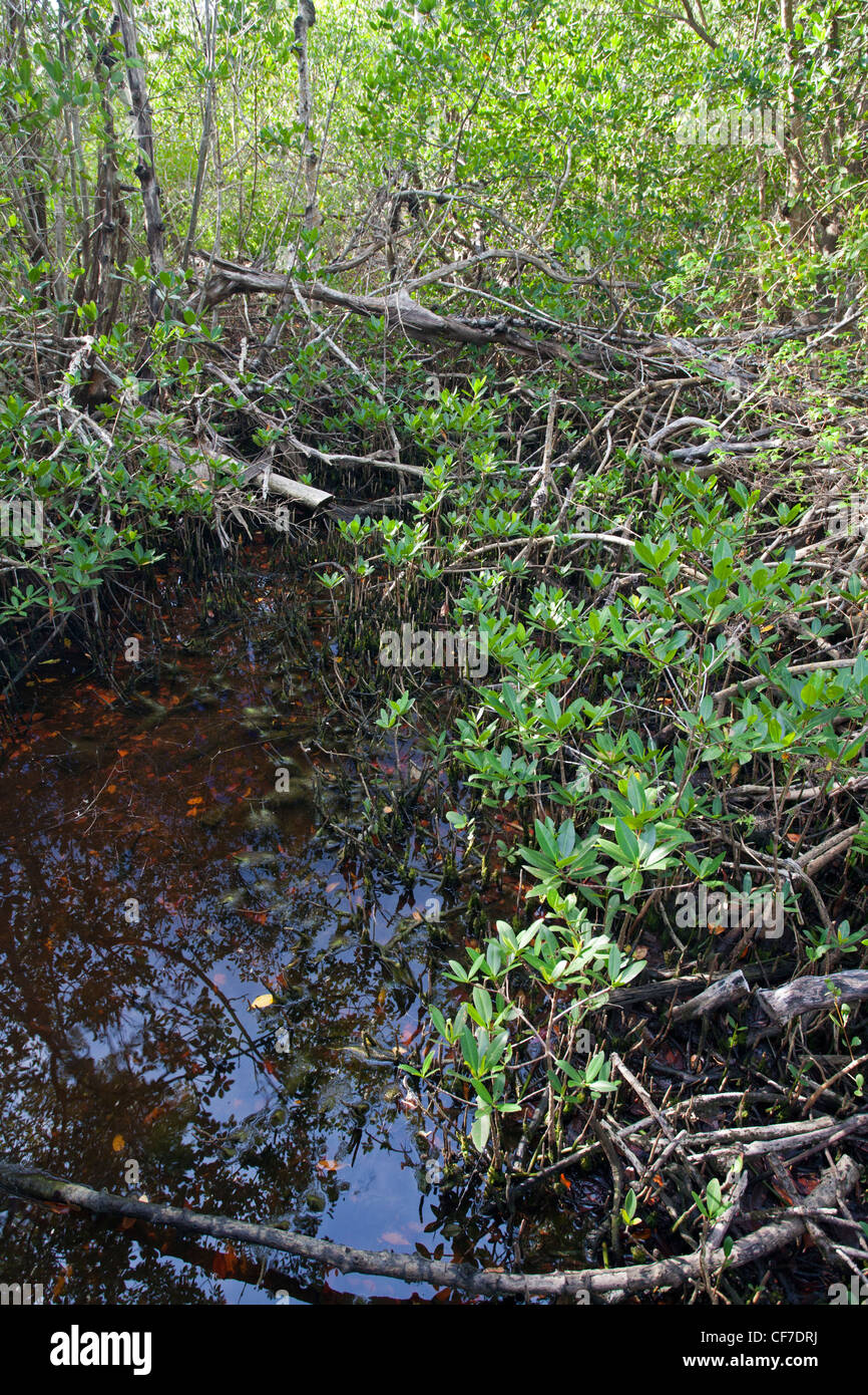 Marais de mangrove Banque D'Images