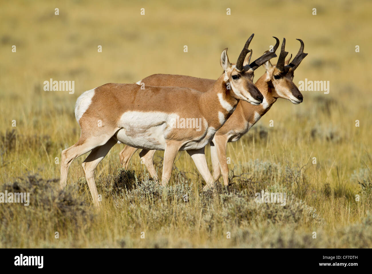 L'antilocapre dans Wyoming Banque D'Images