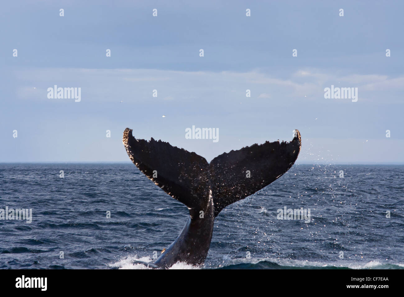 La baleine bleue La plongée à St Laurent, à Tadoussac, Québec, Canada Banque D'Images