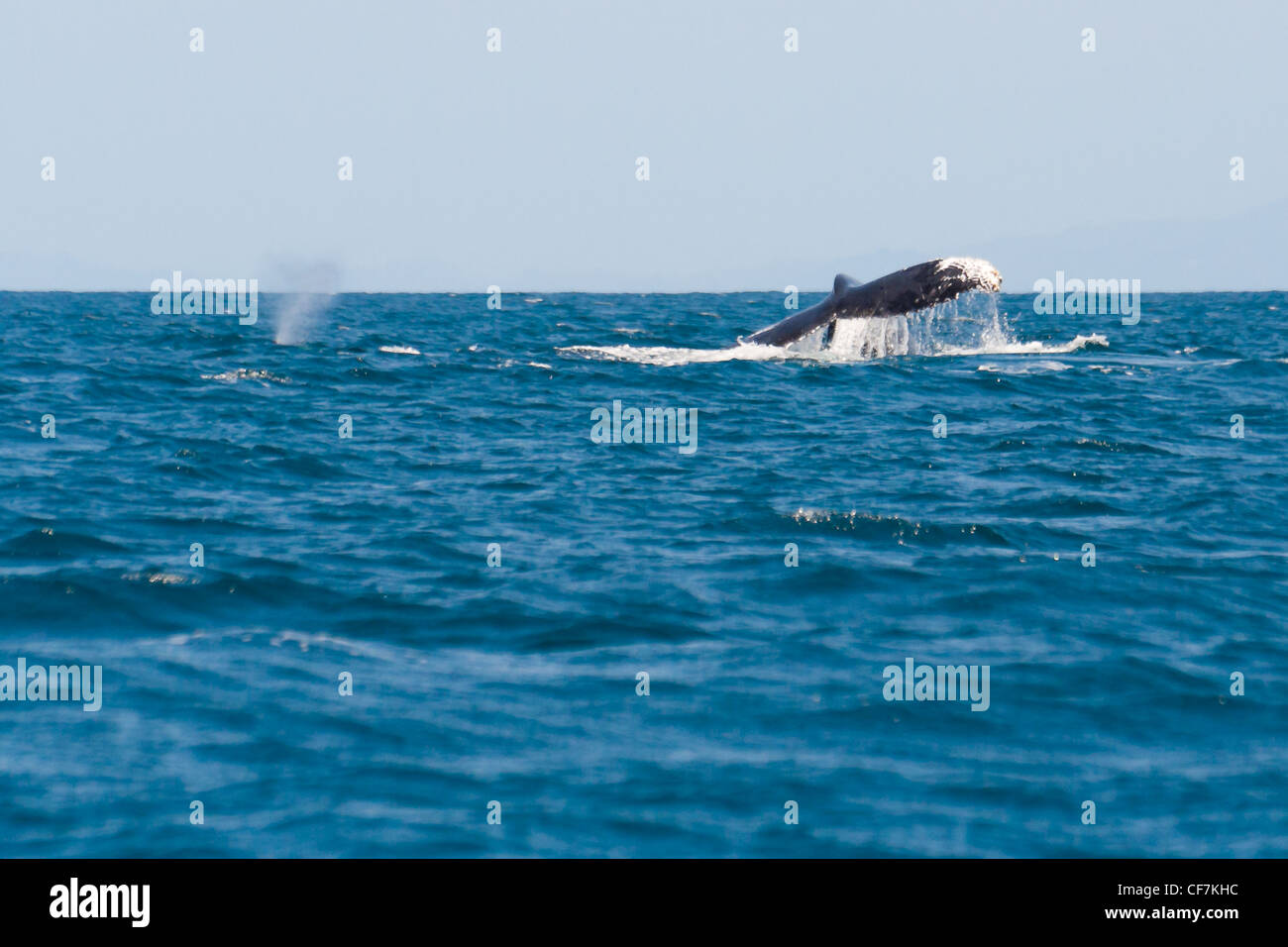 Baleine à bosse au large de l'île Sainte-Marie, à l'Est de Madagascar Banque D'Images
