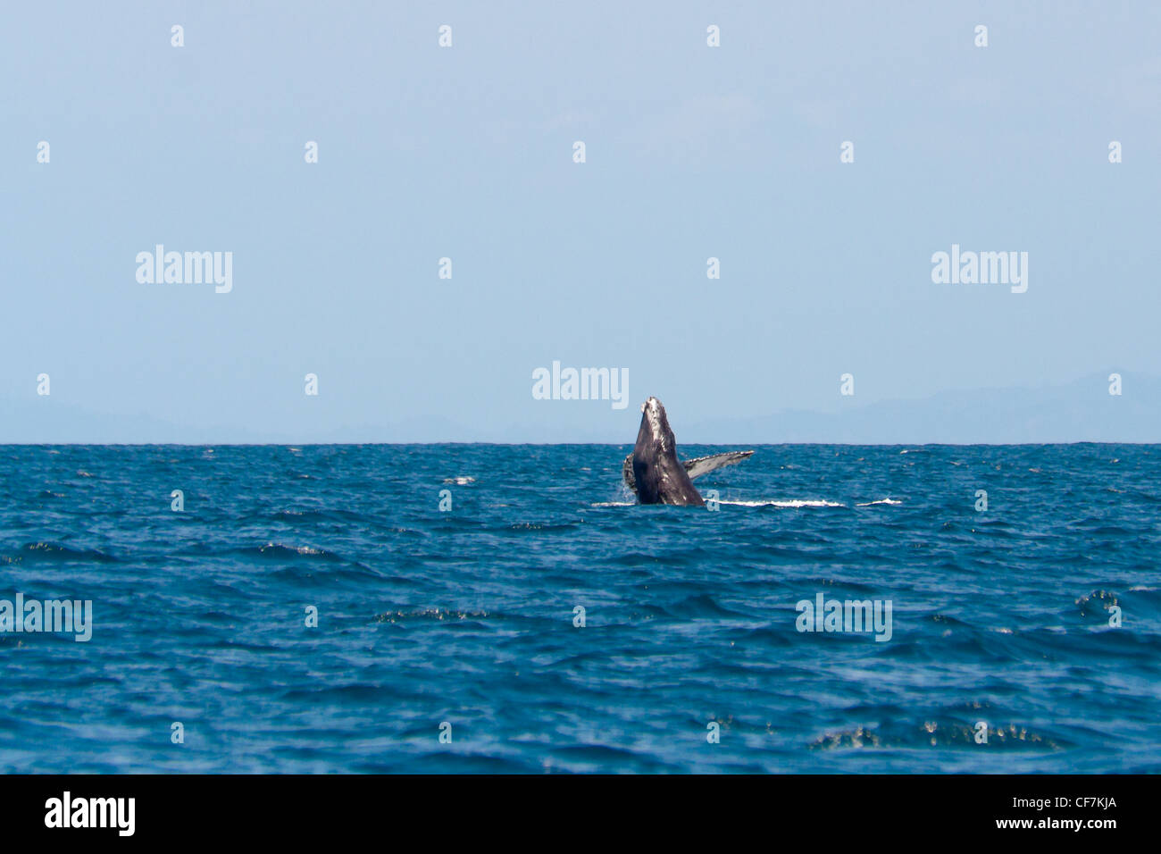 Baleine à bosse au large de l'île Sainte-Marie, à l'Est de Madagascar Banque D'Images