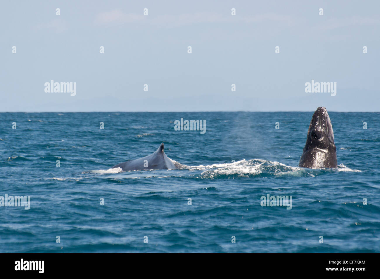 Baleine à bosse au large de l'île Sainte-Marie, à l'Est de Madagascar Banque D'Images