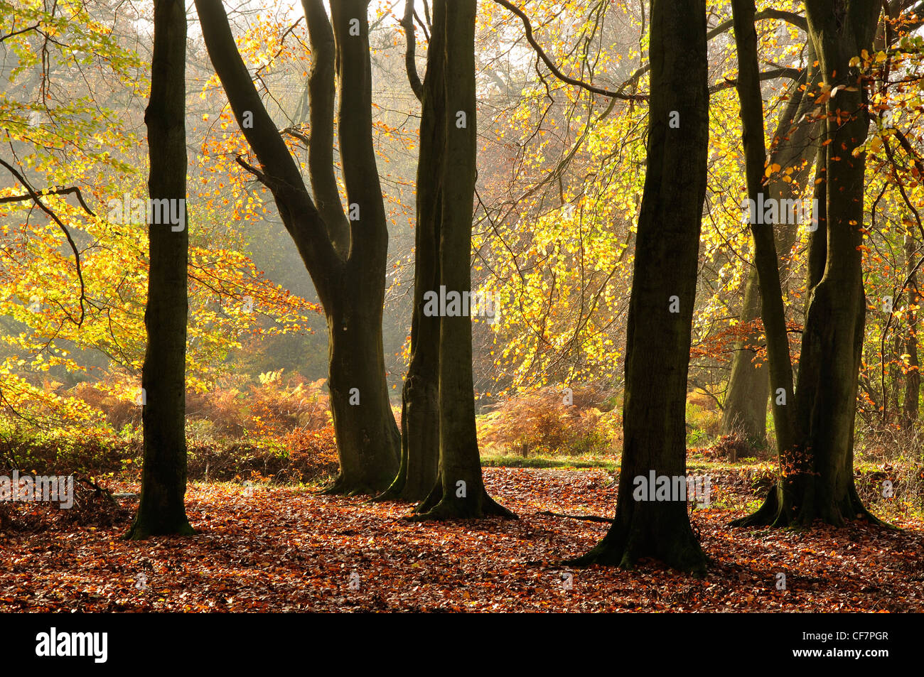 Une vue de la forêt de Ashridge, Dockey en bois l'automne UK Banque D'Images