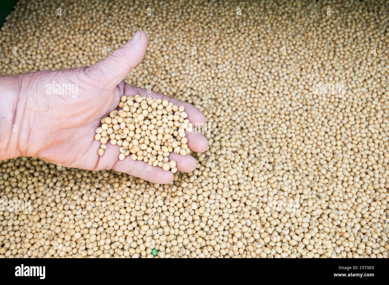 Détail de l'agriculteur inspecter le grain dans la moissonneuse-batteuse Banque D'Images