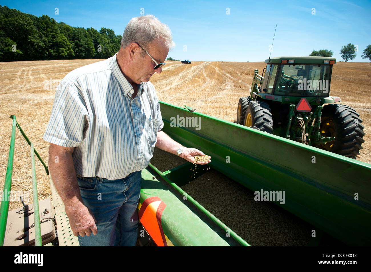 Inspecter le grain des agriculteurs dans la moissonneuse-batteuse Banque D'Images