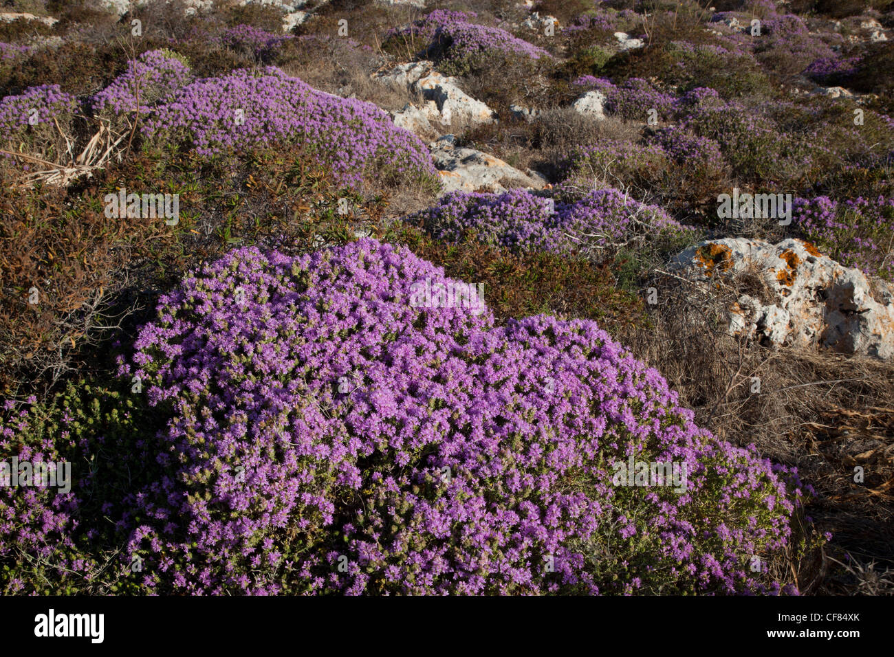 La floraison le thym sauvage en Méditerranée. Banque D'Images