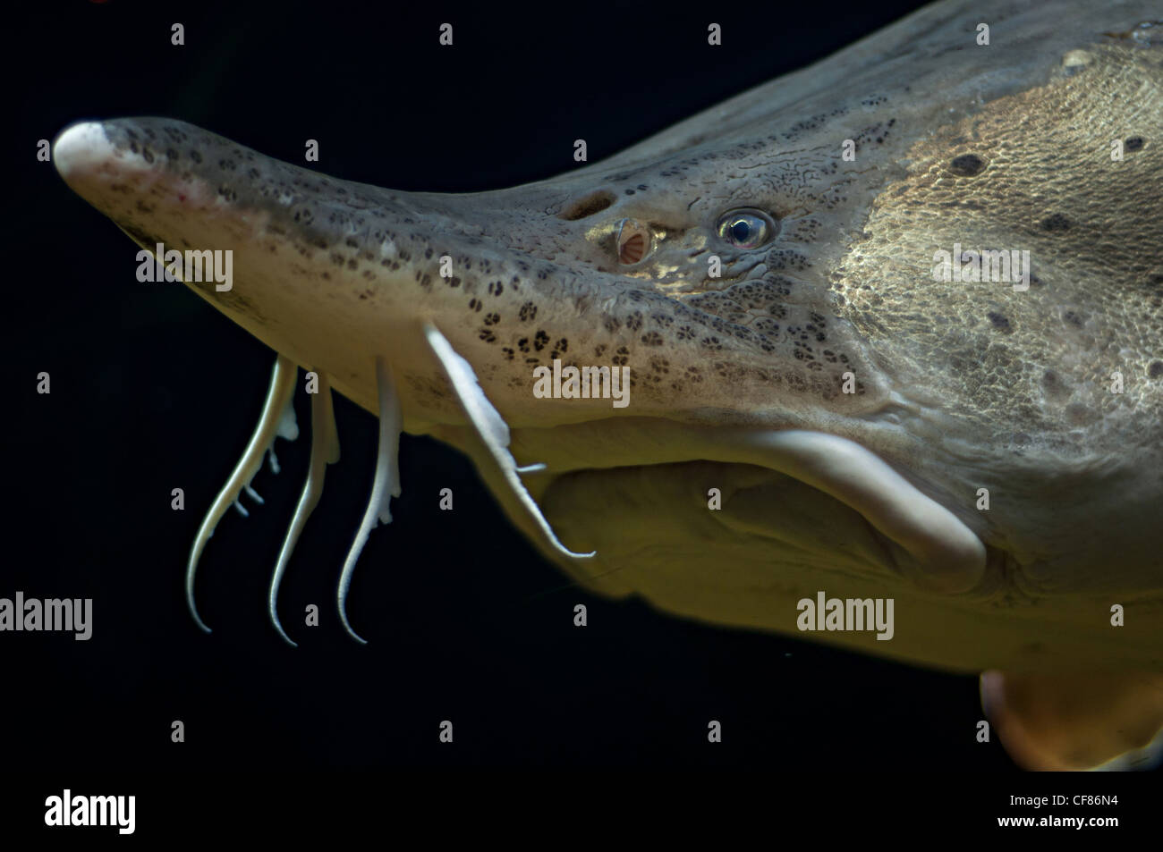 Beluga sturgeon Banque de photographies et d'images à haute résolution -  Alamy