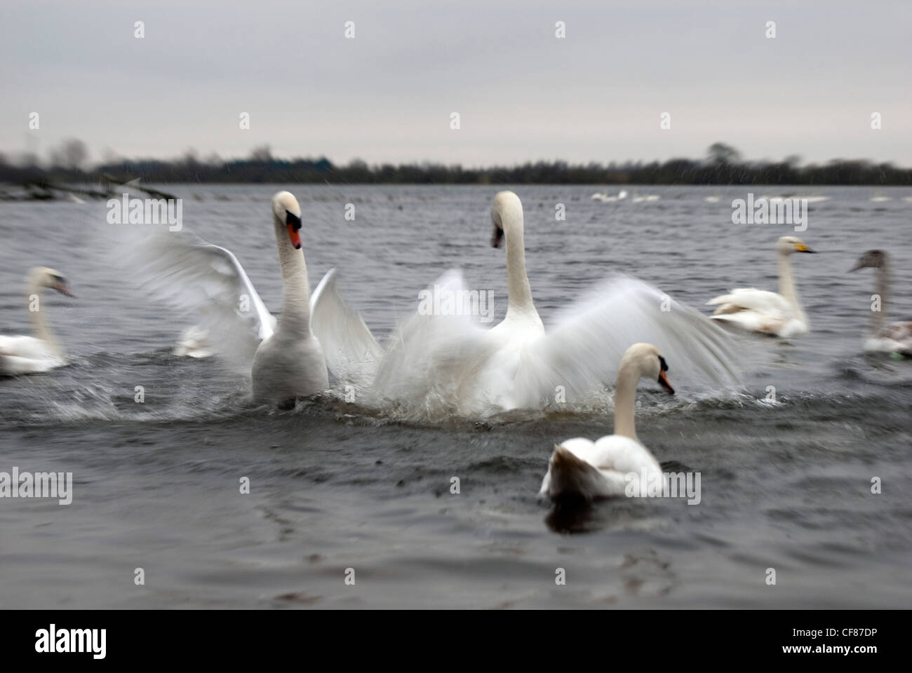 Les Cygnes tuberculés combats, WWT Welney Wetland Centre, Royaume-Uni Banque D'Images