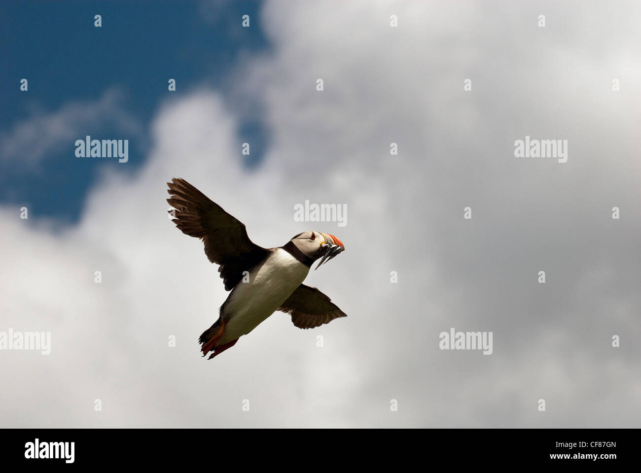 Vol macareux avec poisson dans son bec, l'île de Farne intérieure, l'Iles Farne, UK Banque D'Images
