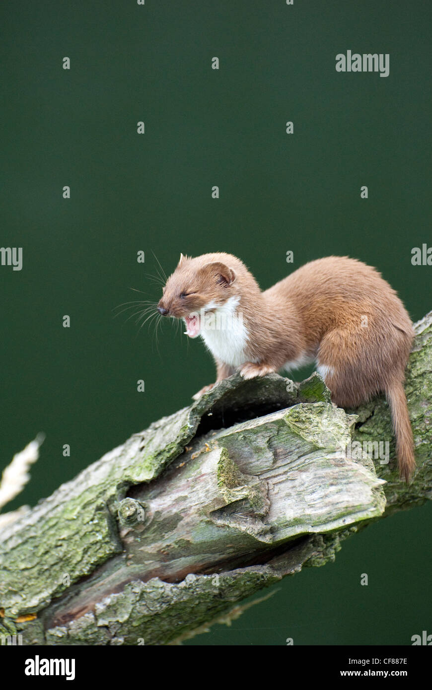 Fouine Banque D Image Et Photos Alamy