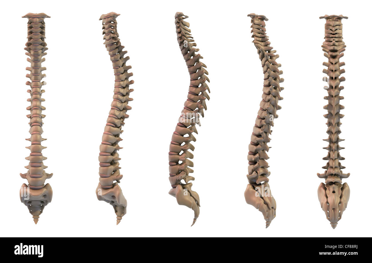 La structure du squelette de la colonne vertébrale, cinq vues Photo Stock -  Alamy
